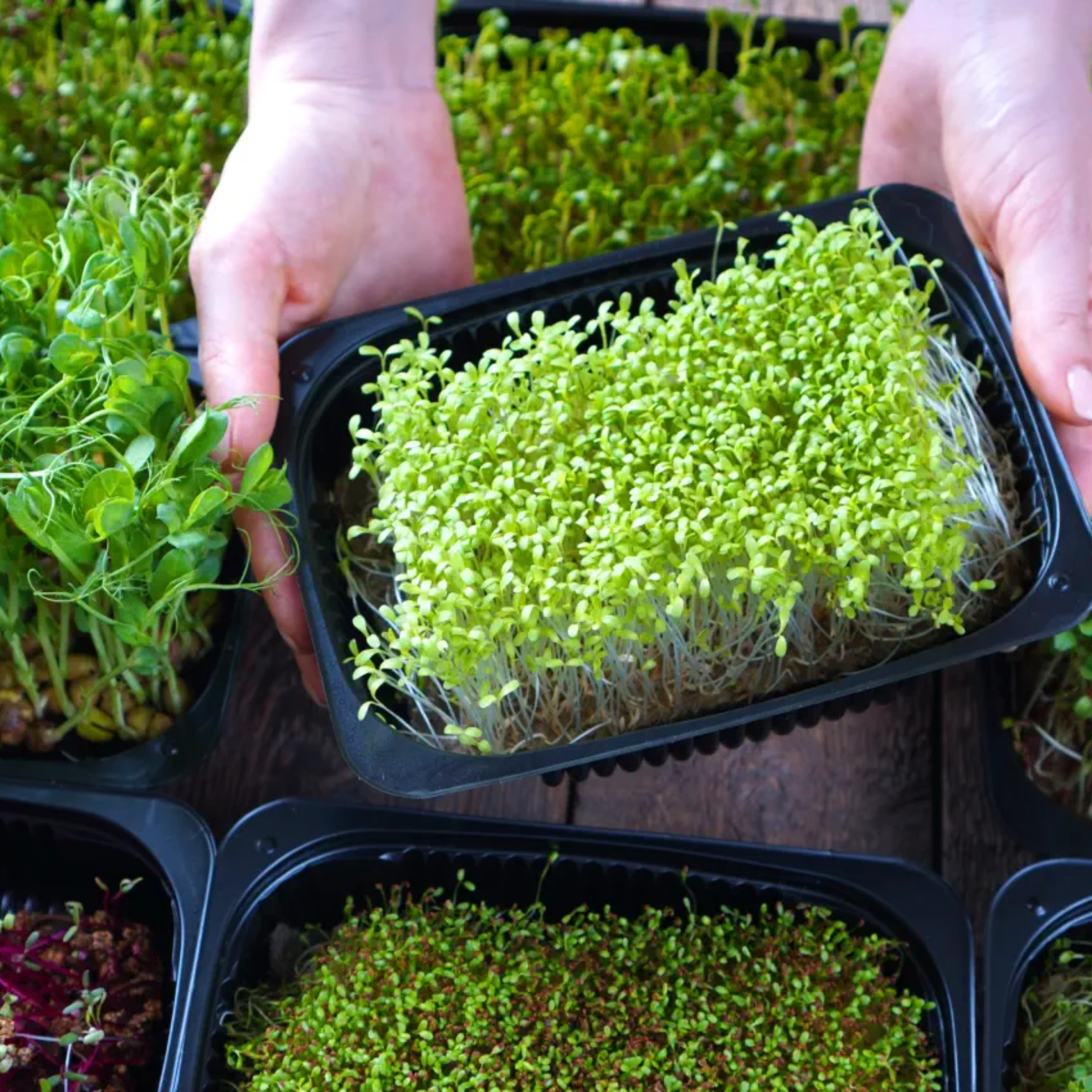 Microgreens in Tamil Cooking